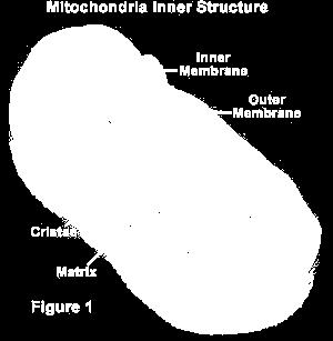 membrane called CRISTAE (increases surface