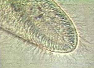 cells Flagella are longer and