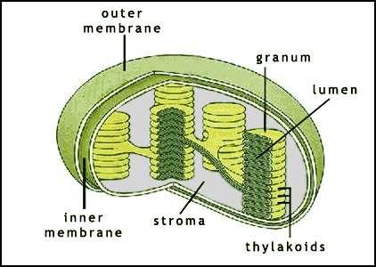 Chloroplasts Contains its own DNA Contains enzymes & pigments for Photosynthesis Never