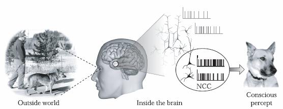 Computational Neuroscience 1. Introduction.