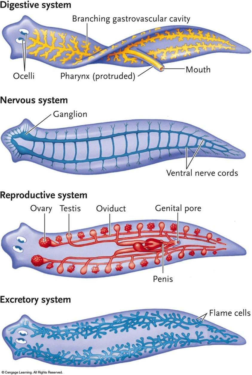 Organ systems Incomplete Y-shaped gut Ladder-like nervous system w/2 anterior ganglia Reproductive system well