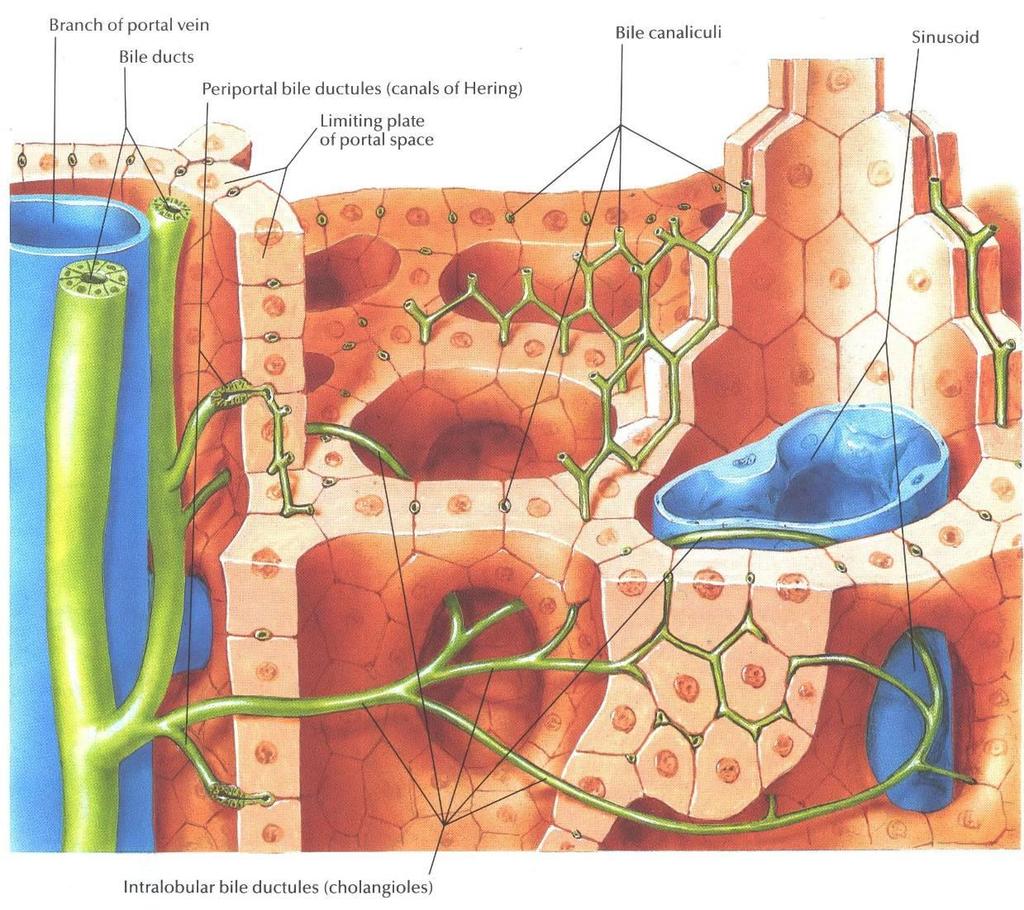 Biliary system Bile ducts o The smallest interlobular tributaries of the bile ducts are situated in the portal canals of the liver; they receive the bile canaliculi.