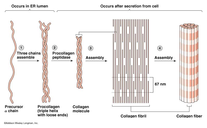 Summary Matrix of macromolecules in the extracellular space- ECM. ECM is secreted by cells that live within the tissue. Physical nature of ECM also varies from tissue to tissue.