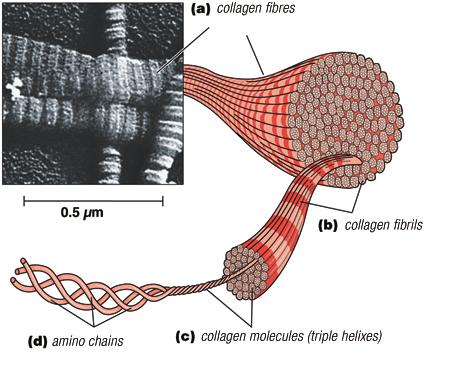 peptidase cleaves ends to form collagen Collagen