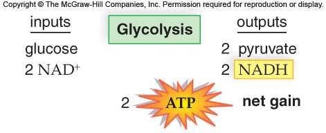 converts glucose to pyruvate (occurs in cytoplasm) Preparatory (prep) Reaction (transition reaction)- pyruvate