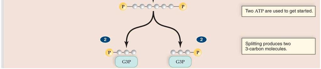 a single glucose (6C) into two PGAL (3C each) PGAL restructured into pyruvate Oxygen not required in this step 2ATP