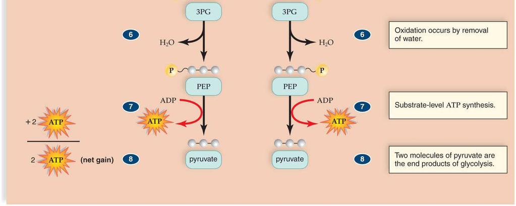 pyruvic acid moves into the matrix of the mitochondrion.