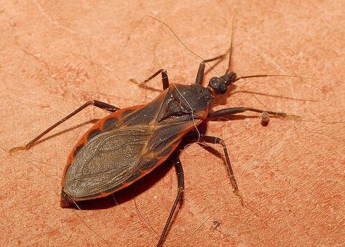 Chagas Disease (Trypanosoma cruzi) Chagas disease is caused by infection with a parasite called Trypanosoma cruzi (T. cruzi). People can become infected with it after being bitten by an insect that is found mainly in parts of Mexico, Central and South America.