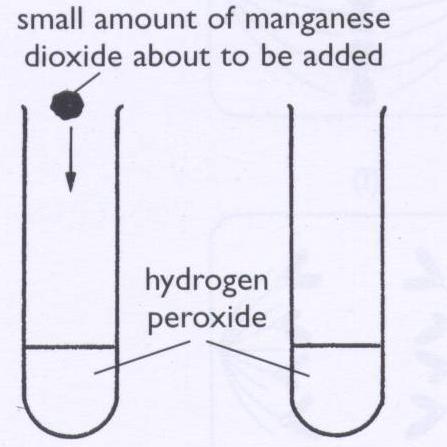 The effect of manganese dioxide on hydrogen peroxide Make a copy of this diagram, and draw a diagram of what happens when this is demonstrated