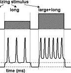 Intensity The intensity of a stimulus is encoded by frequency of