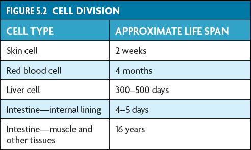 Cells divide at different rates.