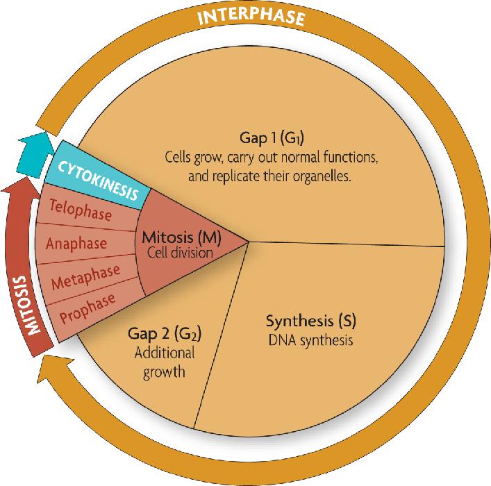 The cell cycle has four main stages.