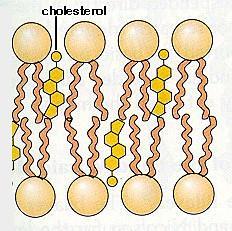Cholesterol Steroid found in