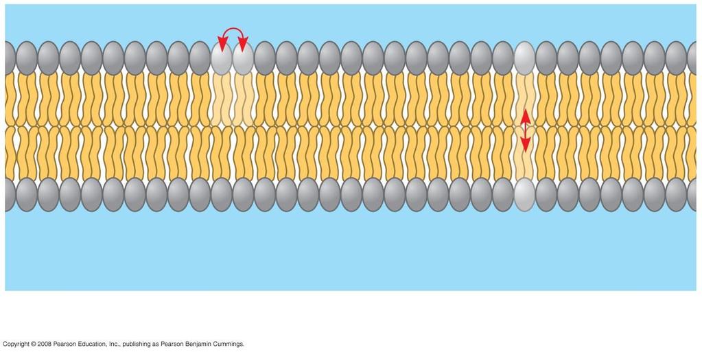 Fig. 7-5a Membrane is fluid Moves Lateral movement ( 10 7 times per second)