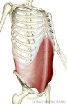 The transverse abdominis muscles play a key role in the stabilization of the core.