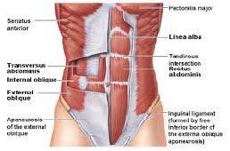 The gluteal muscles also play a key role in helping to stabilize the spine.