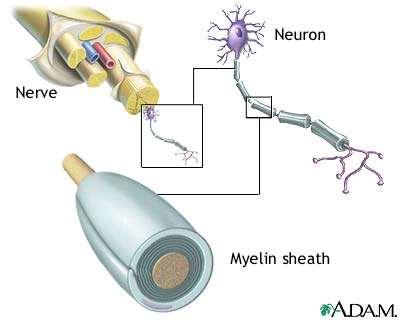 Myelin Myelin is the fatty tissue that insulates an axon The presence
