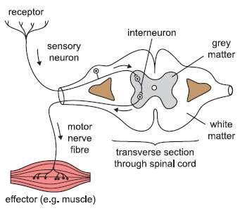 Types of Neuron Sensory neurons, carry impulses into the Central Nervous System (CNS) from sense organs Interneurons, found in
