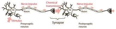 Weak Stimuli A nerve impulse is only transmitted across a synapse if there is release of enough neurotransmitter A critical number of neurotransmitter molecules is needed