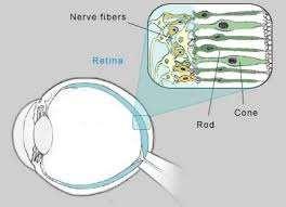 Converging Neural Pathways Rods are visual receptors present in the retina of the eye.