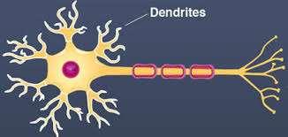 Dendrites Dendrites are nerve fibres which