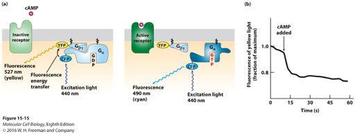 Activation of a G protein occurs within seconds of ligand binding to its cell-surface G protein coupled receptor Forster resonance energy transfer (FRET) technique: G α -cyan fluorescent protein