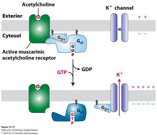 In heart muscle, the muscarinic acetylcholine receptor activates its effector K + channel via the G βγ subunit of a G i protein G βγ subunit (rather than G αi