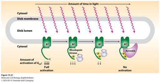 Inhibition of rhodopsin signaling by rhodopsin kinase.