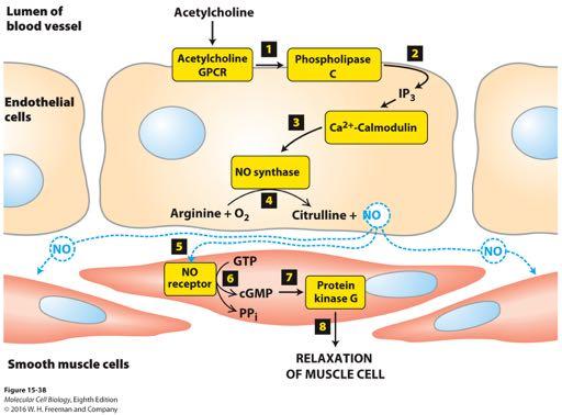 The Ca 2+ /nitric oxide (NO)/cGMP pathway and the relaxation of vascular smooth muscle Endothelial cells signaling to