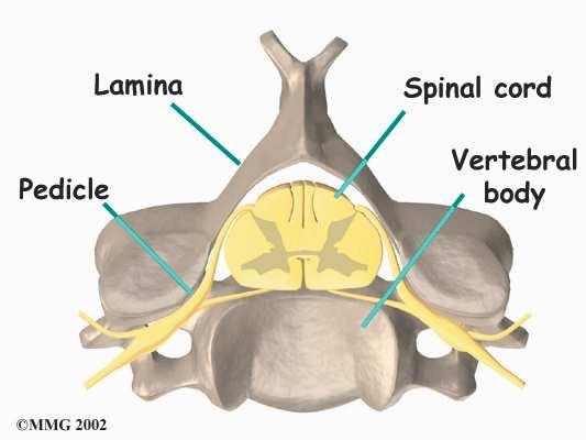 Myelopathy can produce problems with the bowels and bladder, disruptions in the way you walk, and impairments with fine motor skills in the hands.