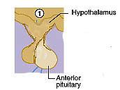 Leutenizing Hormone: Source: Anterior Pituitary Targets & Functions: Females - Ovaries Stimulates primary oocyte to