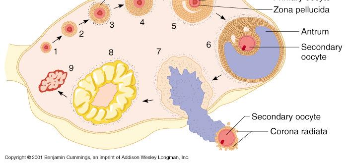 follicle into corpus luteum Stimulates production of progesterone by corpus luteum Corpus luteum Males - Seminiferous