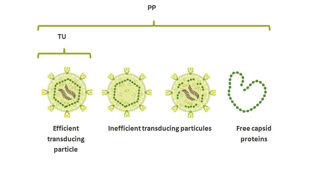 Frequently Asked Questions What is the difference between transduction units (TU) and physical particles (PP)?