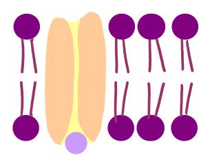 Simple diffusion - The molecules are so small they can simply pass through the phospholipid molecules of the membrane, as it offers little resistance.