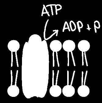 diffusion is not possible. As a result, the particles are moving against the concentration. In active transport, ATP is used to provide the energy necessary. It is hydrolysed into ADP.