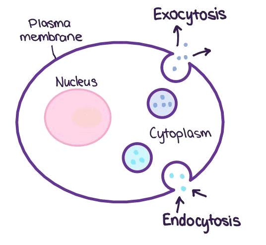 2.4.8 - Describe how the fluidity of the membrane allows it to change shape, break and reform during endocytosis and exocytosis Exocytosis - The