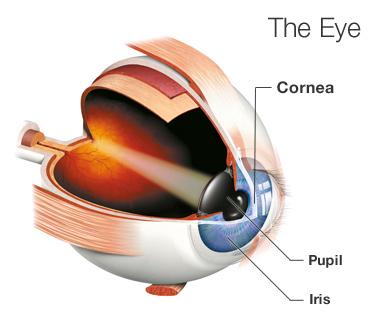 OK, what is a cornea anyway? The cornea is the clear front window of the eye that covers the colored iris and the round pupil. Light is focused by the cornea and lens so we can see clearly.