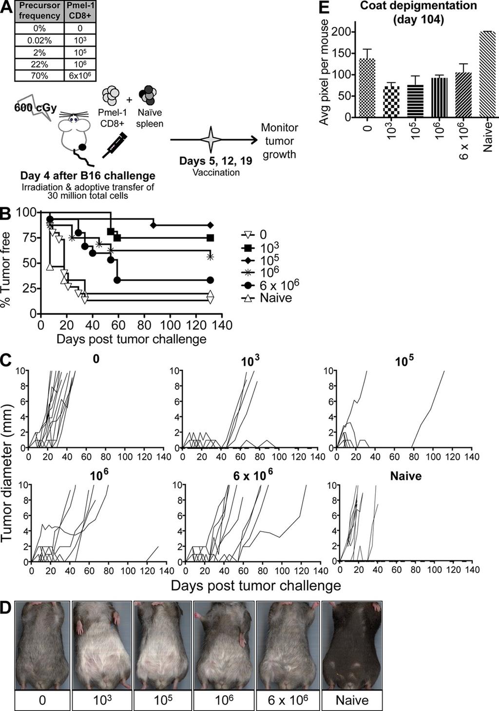 ARTICLE improved by supplementing the low-frequency gp100 25-33 - specific repertoire with naive pmel-1 cells. As depicted in Fig.