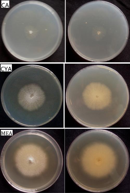 maturing from center outwards margin after 3 weeks on CA, CYA and MEA. Asci and ascospores are produced most abundantly.