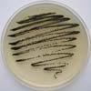 Aureobasidium pullulans Hortaea werneckii 26 Organism BLACK YEASTS Casein utilization Tyrosine