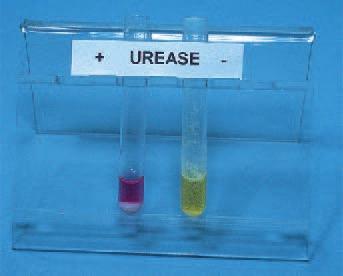 Biochemistry within bacteria H 2 N C H 2 N Urea O + 2H 2 O Water urease CO 2 + H 2 O + 2NH 3 Carbon dioxide Water Ammonia Biochemistry within tubes Ammonia + phenol red deep pink (a) (b) (c) (d) 2.