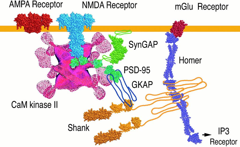 MEMBRANE ASSOCIATED GUANYLATE KINASES MAGUKS are the protein