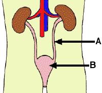 Excretion (IGCSE Biology Syllabus 2016-2018) Structure of the Kidney