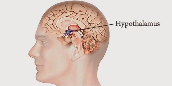 The hypothalamus coordinates temperature control The hypothalamus (part of brain) acts like a thermostat. It detects t o of the blood running through it.