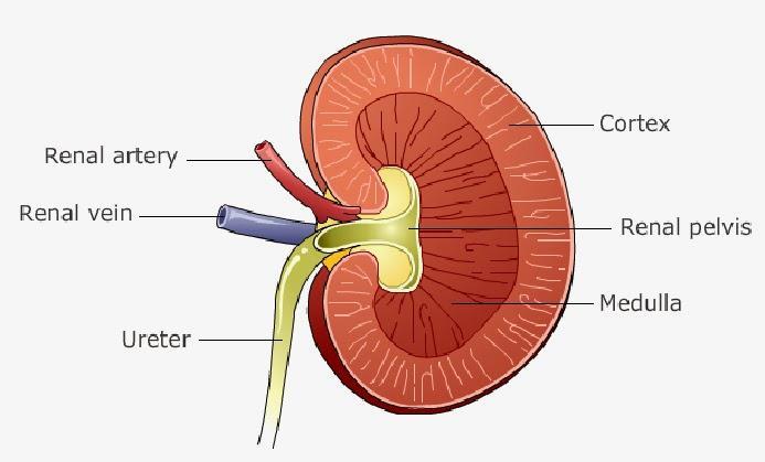 Structure of a kidney The kidney has 3 main parts: the cortex, medulla, and pelvis. Leading form the pelvis is a tube, called the ureter.