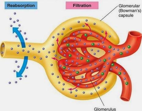 Function of the kidney - Filtration and Reabsorption The function of the kidney is to filter blood, removing urea and excess H 2 O, reabsorbing glucose, some H 2 O and some mineral salts.