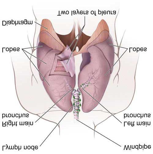 About this booklet The purpose of this booklet is to provide information and advice for individuals who may require a pneumonectomy (lung removal) procedure.
