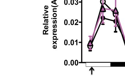 Supplementary Figure 6 Overexpression of Per2 in the liver does not alter Bmal1 and Per1 expression.