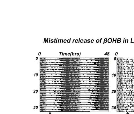 Supplementary Figure 7 Mistimed βohb release does not restore FAA in L Per2 -/- mice.