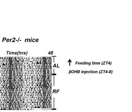 (ZT4-ZT8) in L Per2 -/- mice. Arrows indicate the start of food access.